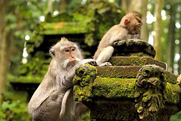 PAKET TOUR BALI 4D3N SANGEH MONKEY FOREST